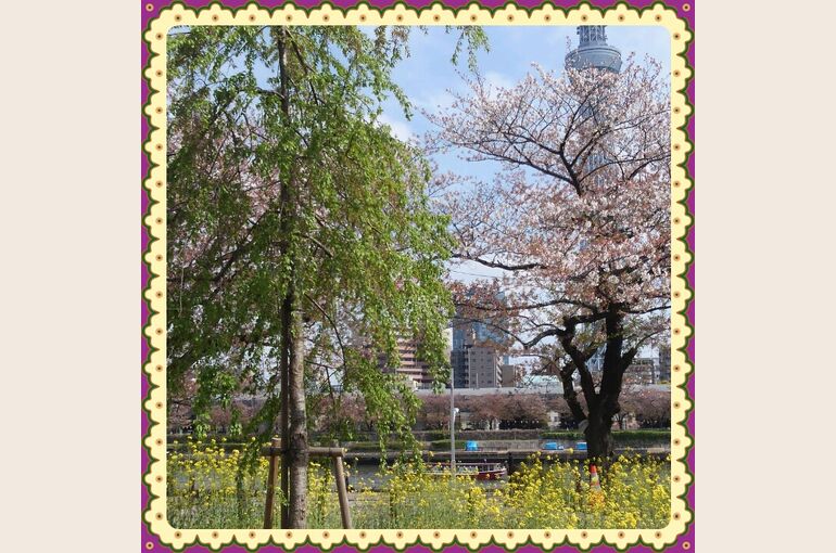sakura2015