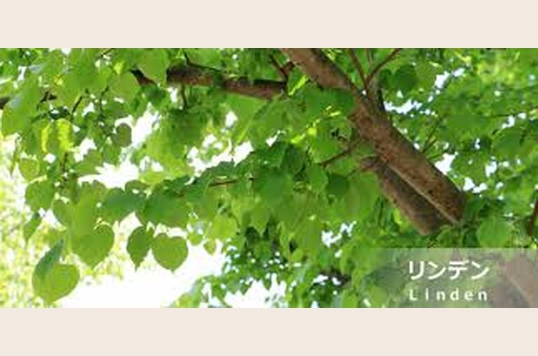 201713016301