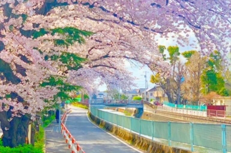 横山ブログ桜