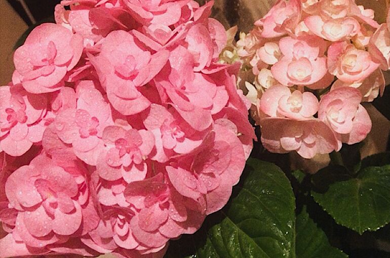 紫陽花