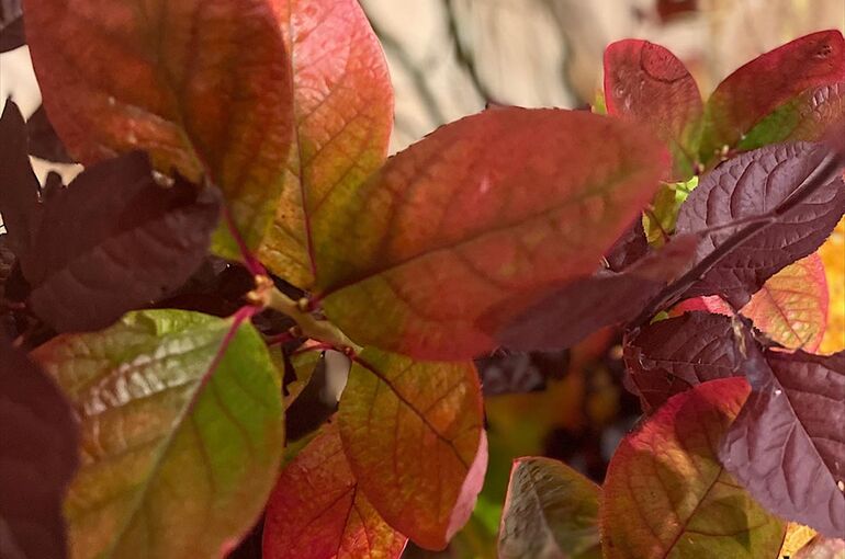 紅葉