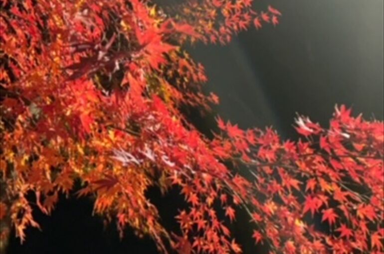 紅葉