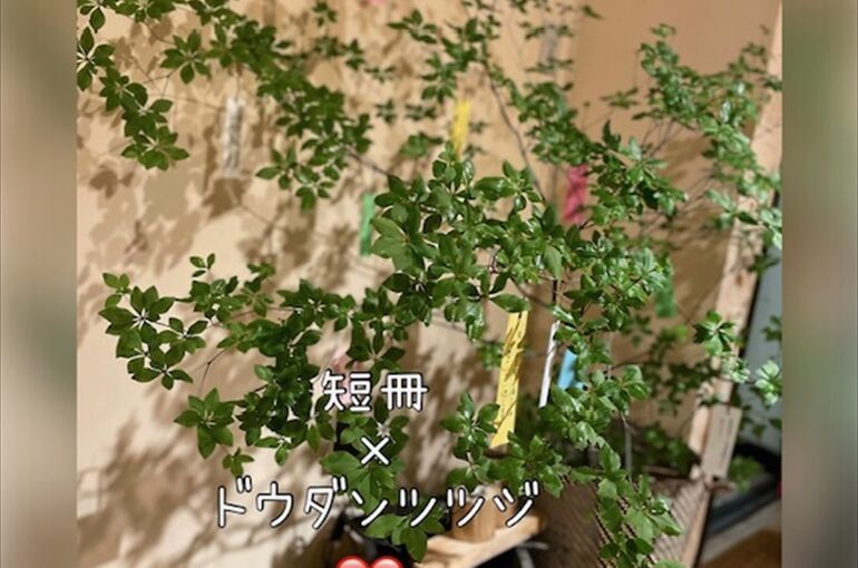 短冊🎋
