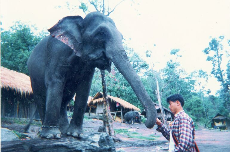 タイ・ゾウ 3a