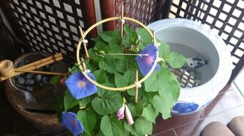 DSC_0153.jpgのサムネール画像