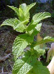 herb-g21.jpg