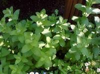 herb-g14.jpg