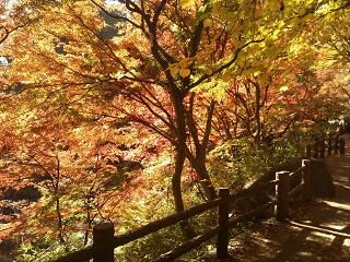 紅葉２.JPG