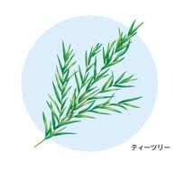 ティーツリーイラスト.jpg