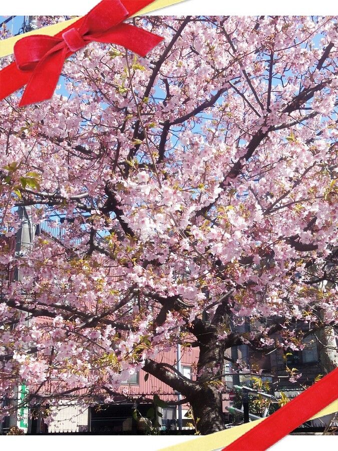 さくら20140313170049.jpg