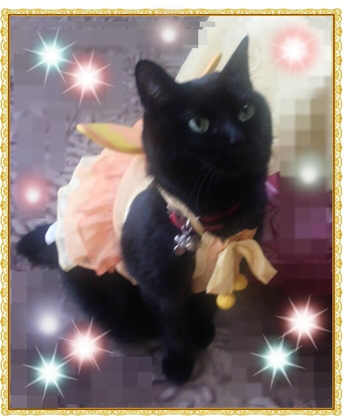 みつばちくる.JPG