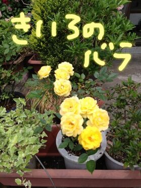 黄色の薔薇.jpgのサムネール画像