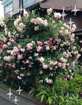 ピンクの薔薇.jpg