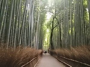 竹林.jpg
