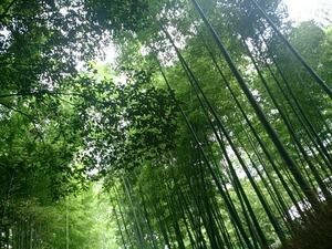 竹林２.jpg