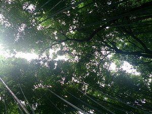 竹林空.jpg