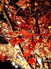 紅葉UP.jpgのサムネール画像