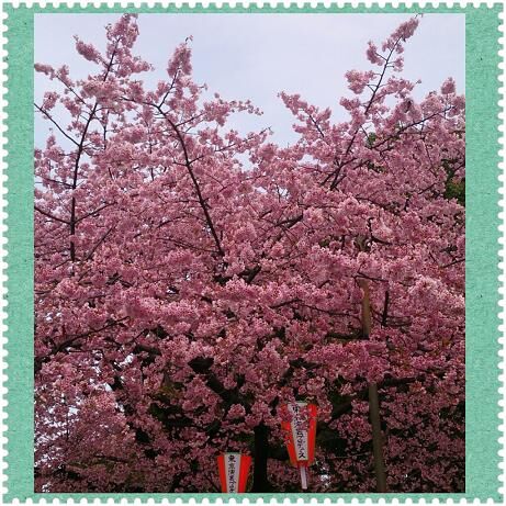 上野桜.jpg