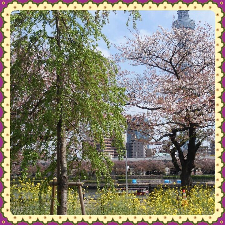 sakura2015.jpg