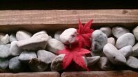 紅葉ズ.jpg