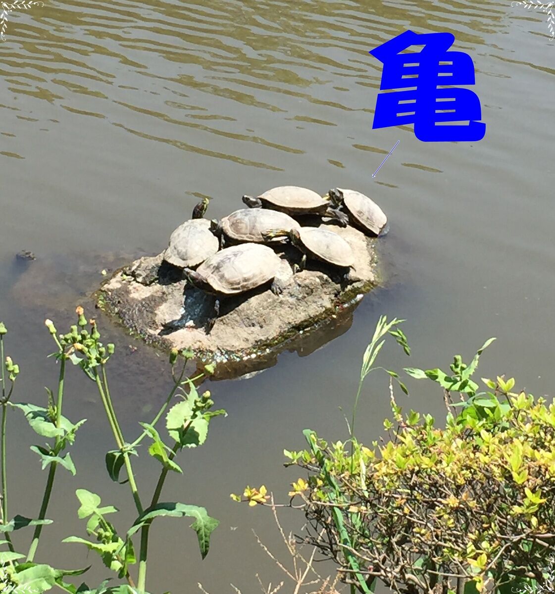 201662171655.JPG